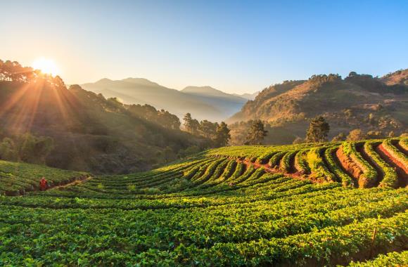 Chiang mai