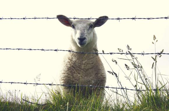 De natuur in Ierland