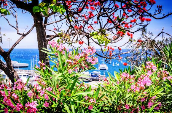Bloemeneiland Madeira