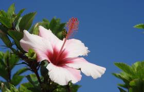 bloemeneiland Madeira