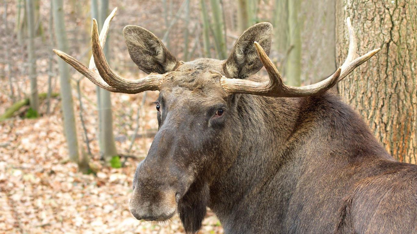 Eland in Sweden