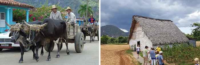 Viñales sigaren