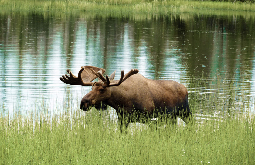 Eland Finland